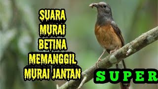 Murai batu betina memanggil jantan [upl. by Acirfa]