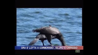 Ora è lotta a cormorano siluro e carassio [upl. by Ranchod]