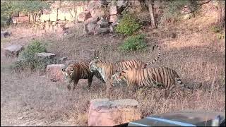 ranthambhore National Park zone 4 Good sighting [upl. by Wurst]