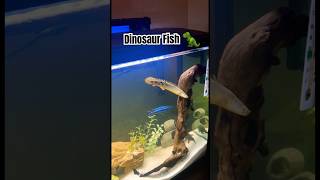 Delhezi Bichir aka “Dinosaur Fish”🦖🐠Pets Fish Dinosaur [upl. by Ger]