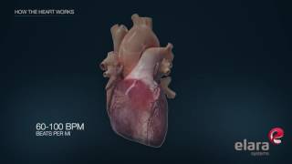 Heart in 3D Animation How the Heart Works [upl. by Ientirb619]