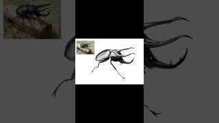 Drawing a Caucasus beetle shorts [upl. by Ackley915]