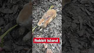 Rabbit Island Japan [upl. by Pettifer154]