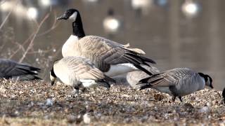 Cackling Goose Branta hutchinsii Close up HD [upl. by Nytsyrk]