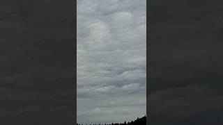 Asperatus undulatus 14724 [upl. by Odarnoc]