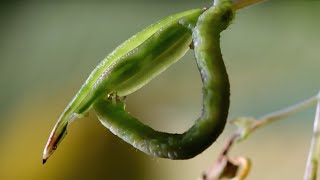 Caterpillars Feeding on Exploding Seed Pods  BBC Earth [upl. by Ken]