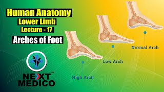 NEXT MEDICO 2022  MBBS Human Anatomy  Lower Limb  Arches of Foot Lecture  17 [upl. by Jeunesse]