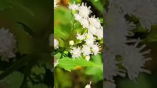 White snakeroot flowernature plant flower snakeroot [upl. by Gianni]