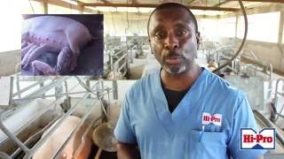 Reducing Piglet mortality [upl. by Heimer]