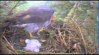 Goshawk nest activity 522014 [upl. by Vedette]