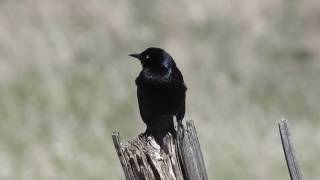 Brewers Blackbird male singing [upl. by Trinity]