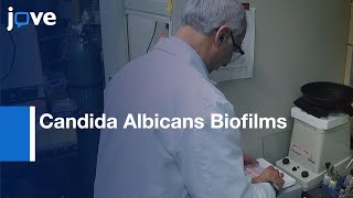 Clarifying and Imaging Biofilms of Candida Albicans  Protocol Preview [upl. by Nylekoorb218]