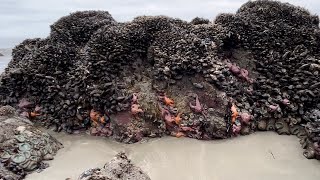 Amazing Find Crabs Mussels Gooseneck Barnacles and Starfish [upl. by Analat91]