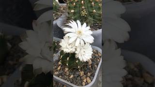 Gymnocalycium LB VOS 014a ‘s triple white flower is blooming cactus gymnocalycium cactaceae [upl. by Inwat]