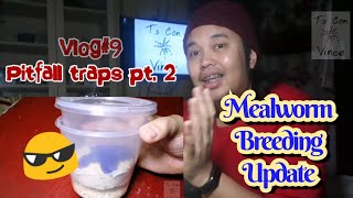 Update Mealworms breeding project  Chibog on a Tuesday [upl. by Patterson]