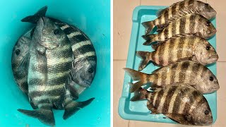 Catching Sheepshead in Tampa Bay [upl. by Elmore]