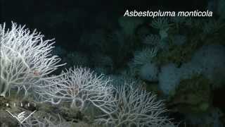 Four new species of carnivorous sponges Adapting to life in the deep sea [upl. by Ailahk]