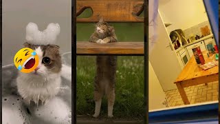 Cute Kittens 😼 cat 😹 FunnyCats Part 1696 [upl. by Nilerual]