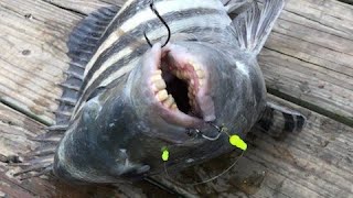 HOW TO CATCH SHEEPSHEAD FROM A PIERFLAGLER PIER PART 1 OF 3 [upl. by Romona]