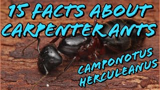 15 Facts About The Carpenter Ant featuring Camponotus Herculeanus [upl. by Anigal608]