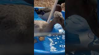 cutenessoverload ducklinglove duck adorableducks ducklove water waterplay duckpond pets [upl. by Coyle]