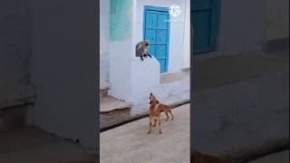 dog vs monkey fight video [upl. by Pembroke]