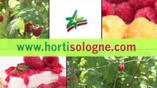 Les framboisiers les conseils de plantation dHorti Sologne [upl. by Shing]