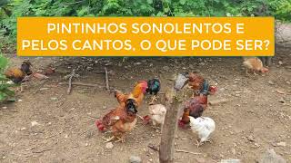 PINTINHOS SONOLENTOS E PELOS CANTOS O QUE PODE SER [upl. by Lapo70]