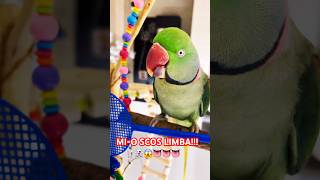 pamflet parrot nimfa birds ninfa pets funny art anime attitude animals animation army [upl. by Peacock]