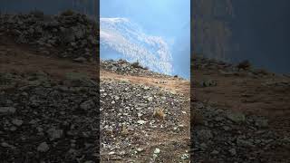 Passeggiando sulle cime della val di Rabbi con Aiko [upl. by Aracot]