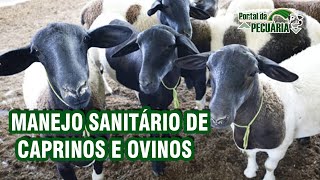 Manejo sanitário de caprinos e ovinos [upl. by Isacco]