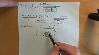 Cyclic AMP Signalling Part 12 [upl. by Lyndsie75]