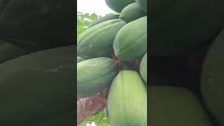 papaya isang puno ang daming bunga [upl. by Bendick641]