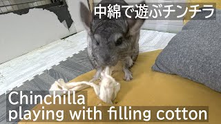 クッションで遊ぶチンチラ Chinchilla playing with cushion ちんちら Chinchilla チンチラ [upl. by Jobie]