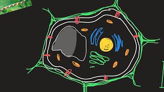 La cellula vegetale [upl. by Mcnamee]