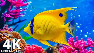 Aquarium 4K VIDEO ULTRA HD 🐠 Beautiful Coral Reef Fish  Peaceful Music amp Colorful Marine Life 49 [upl. by Mas239]