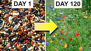 Growing a Bed of Wildflowers From Seed 162day Timelapse [upl. by Jenica]