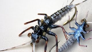 Realistic stonefly nymph fly tying instructions by Ruben Martin [upl. by Trahurn879]