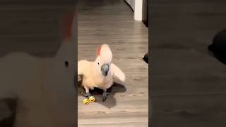 foryou funnnyvideo parrot cute [upl. by Yessak356]