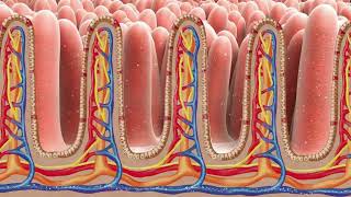 biology absorption process animation video animated video [upl. by Oflodur123]