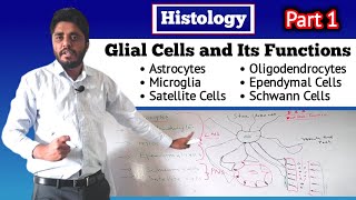 Glial Cells  Neuroglia  Part 1 [upl. by Berkin]