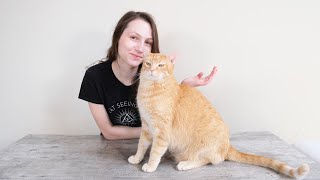 Cat Body Language Guide What is Your Cat Telling You [upl. by Ainav]