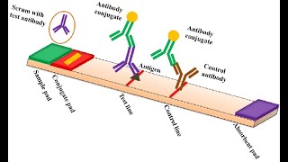 Demystifying Lateral Flow Assay Diagnostic Kit [upl. by Rehtaeh]