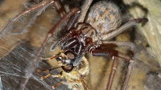 All About Giant House Spiders [upl. by Ennoid]