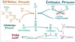 clotting mechanism  intrinsic and extrinsic pathway of coagulation بالعربي [upl. by Dalis227]