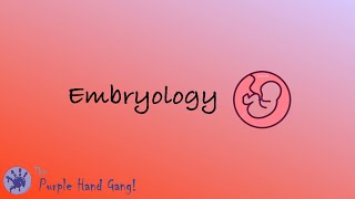 Embryology Lecture 4  Bilaminar germ disc formation [upl. by Vickey993]