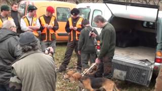 Concours de meutes  15 février 2014  ST DIDIER SOUS RIVERIE [upl. by Fezoj]