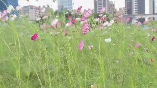 Flower Field [upl. by Earvin]