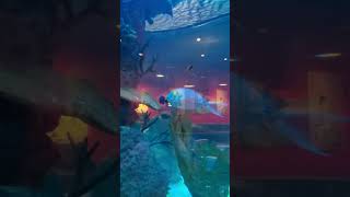 Cowfish aquarium Raleigh [upl. by Gluck990]