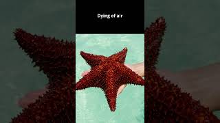 Why cant you pull a starfish out of the water documentary animals interestingfacts ocean [upl. by Ches]